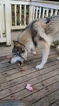 Things I feed my Wolf! #petwolf #wolfpup #wolfdog