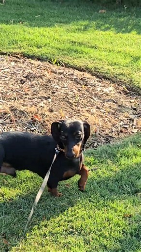 Mini Dachshund Ace Perfect Little Outdoor Adventure! 🥰