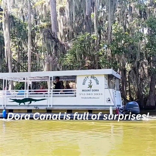 Dora Canal is a 1 mile long river that joins Lake Dora and Lake Eustis and it's full of surprises 🦉 #welovesharingourstory #boattours #mountdorafl | Rusty Anchor Mount Dora