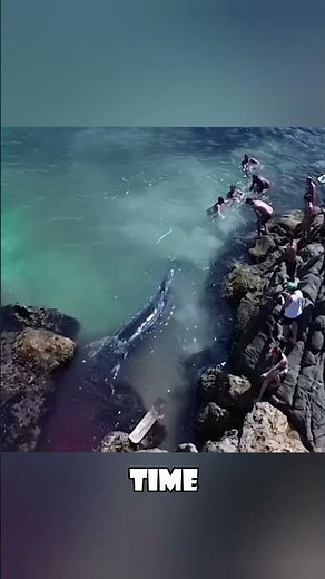 Dramatic Whale Rescue: Community Saves Giant Whale Stuck on Shore! #animals
