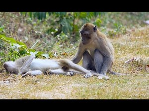 Crab-eating or Long-tailed Macaques (Macaca fascicularis) / Javaneraffen oder Langschwanzmakaken [3]