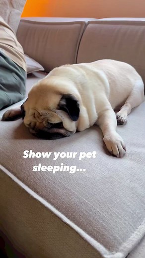 What do you think he’s dreaming about? 😴🤣#puggysmalls #sleepydog #dogreels #dogdreams #dailyfluff #weeklyfluff | Puggy Smalls
