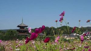 「奈良県」の写真素材 | 125,738件の無料イラスト画像
