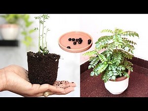 Grow Kadi Patta in pot | Grow Curry leaf plant from seed ( Hindi )