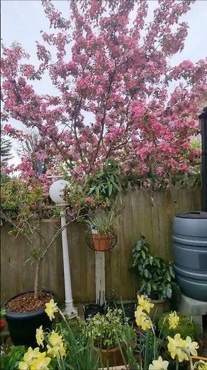 Crab Apple - Malus 'Rudolph'