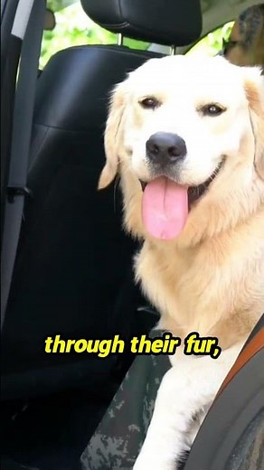 Unlock the secret to a happy Golden Retriever with the perfect brushing technique!