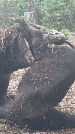 😬😬This Animal Never Woke Up- #shorts #americanviewers #komodo #wildlifeentertainment #wildlife