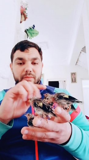 Caring for Young Birds: A Gentle Feeding Guide