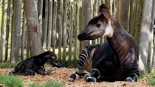 Sacramento Zoo names first-ever okapi calf. ‘Stop by and say hi’ to him