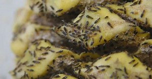 What thunderbugs are and what they mean for summer