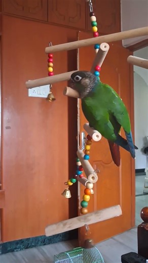 conure playing with it's toy