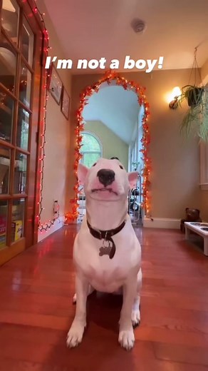 My dog is a coconut! Watch all the way to the end for surprise! #coconut #halloween