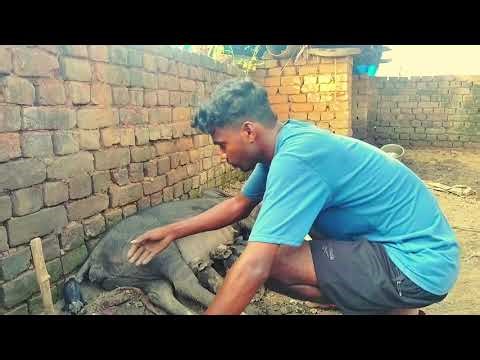 Pig delevery kese hota hai सुअर बच्चा कैसे देता हैं
