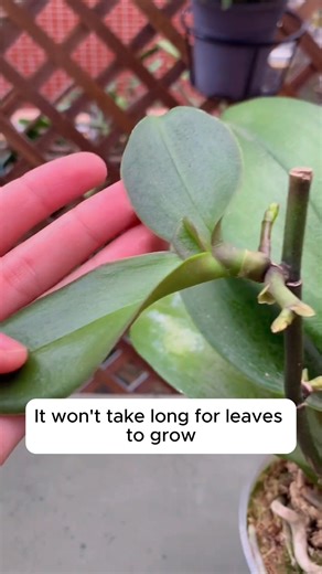 Tips for pruning phalaenopsis orchids #backyardgardening #gardeninglife #vegetablegardening #vegetablegarden | Garden Tips