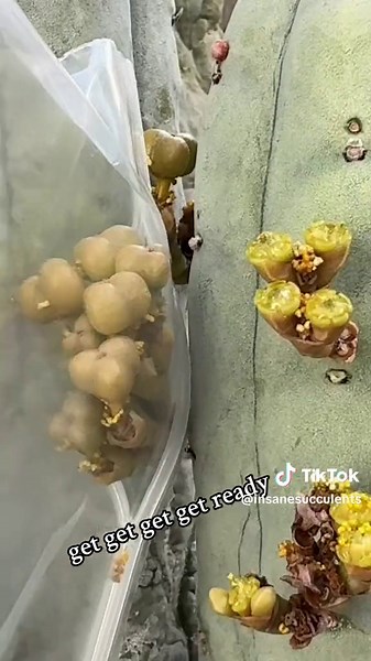 Get ready - producing some of the rarest seed in succulent cultivation - Euphorbia abdelkuri - the plastic bags are for capturing the seeds that when ripe launch at high speed up to 20 feet away. Fingers crossed 🤞 . . #euphorbia #euphorbiaabdelkuri #insanesucculents