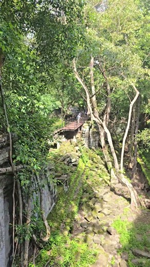 森に包まれた神秘の遺跡・ベンメリア #ベンメリア #ベンメリア遺跡 #カンボジア旅行 #アンコール遺跡 #森の遺跡 #シェムリアップ #日本語ガイド #合同ツアー #プライベート