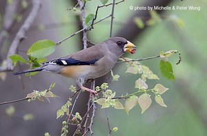 Chinese grosbeak - Alchetron, The Free Social Encyclopedia