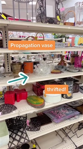 Late night thrift score! Love this glass propagation vase, coming soon to a live sale! #thriftwithus #arcthriftstores #thriftlover #thriftvintage #thriftydecor #thrifter #thrifters #thriftersofinstagram #thriftersanonymous #thriftyaf #thriftyfind #thriftygal #thriftersanonymous #thriftersluck #thriftersonly #thriftqueens