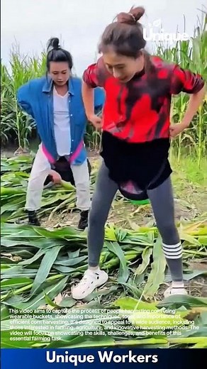 Farming for beginners: a simple guide to corn harvesting