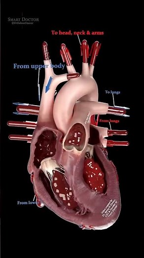A rare view inside a beating heart: follow the blood ♻️🫀