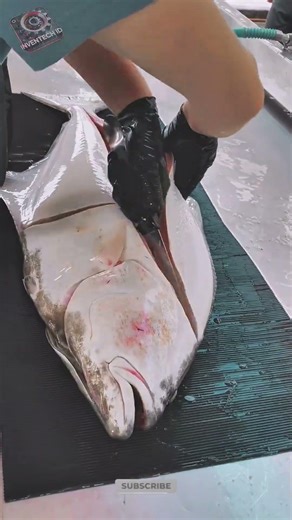 Best Innovation Fish Filleting Tools: How to Fillet Fish Efficiently