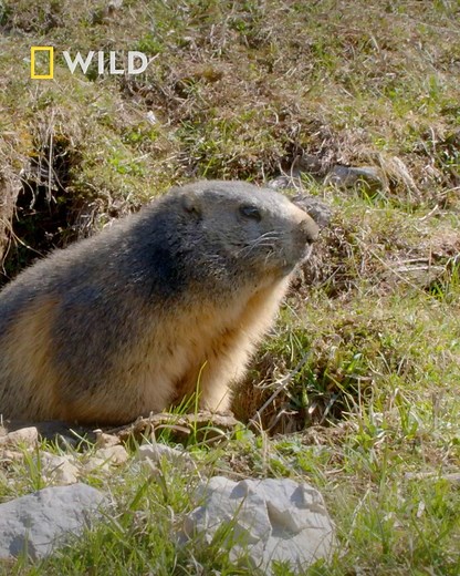 140K views · 3.8K reactions | Found throughout the European Alps, alpine marmots hibernate together in burrows during winter. Come Spring, they emerge to mate and refuel on grasses, grains, insects, and worms. Explore more of nature close to home in Wild Europe, Sundays at 7pm on National Geographic WILD UK. | National Geographic UK | Facebook
