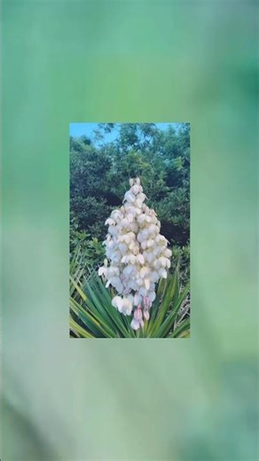 Yucca aloifolia flower