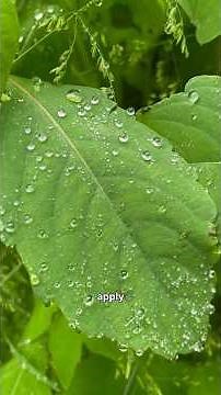 Got poison ivy? This plant might help!!!🌱