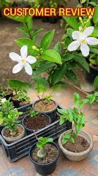 Customer Review video after purchasing online plant #shorts #plantshopping #garden #onlineplantssale