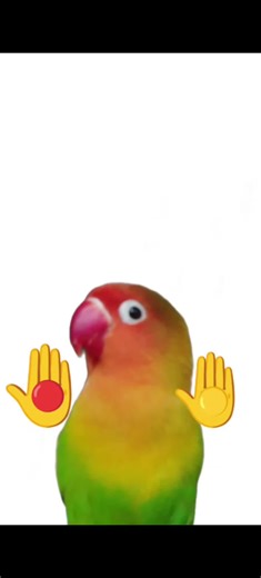 Creative Rainbow Bird Editing Techniques