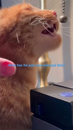 Dexter new object of obsession is the vintage lamp pull chain. #sillycat #cat #orange #tabbycat