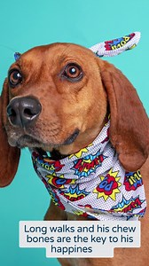 1.5K views · 17 reactions |  Meet Sheeran! Quick Facts: - Breed:...