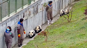 8.7M views · 431K reactions | I can't tell if the panda babies are strutting or waddling. But I am certain that they are literally walking on air when hanging out with nannies. #PandaTheatre #BestJobInTheWorld #CCRCGP | iPanda | Facebook