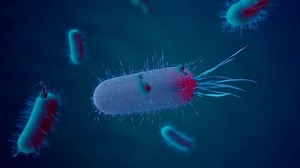 Animation with bacteriophages attacking bacteria cells. Perfect for medical and healthcare purposes. High-scale magnification. Molecular structure of a living organism. Render 4K