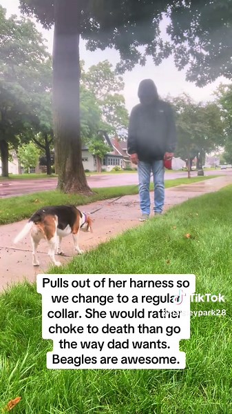 Beagles: The Cutest Dogs You'll Adore!