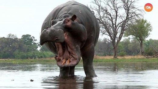 10 Of The Most Aggressive Animals Alive