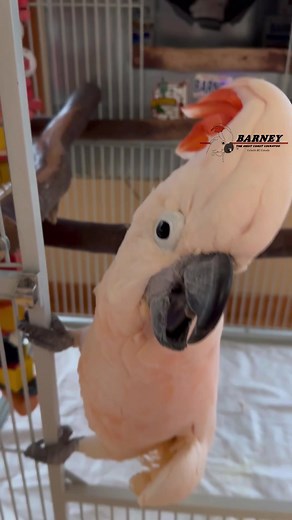 Barney - the World Famous Goalie - Wows the fans with his Incredible Skills!! 🙌👏😃 #barneythewestcoastcockatoo