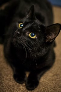 Bombay cat - Alchetron, The Free Social Encyclopedia