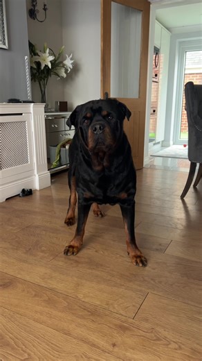 The Bold and Fearless Rottweiler