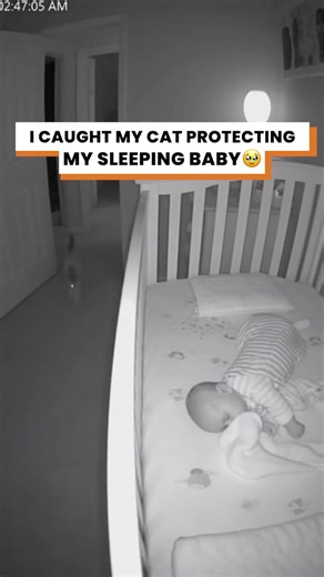 173K views · 721 reactions | I caught my cat protecting my sleeping baby 梁 | Go Fetch | Facebook