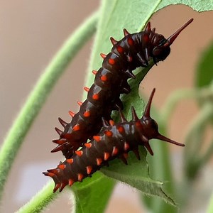79 reactions · 16 shares | California Pipevine Swallowtail 3rd instar larvae. Latin name: Battus philenor hirsuta #caterpillar | Butterfly Encounters | Facebook