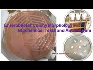 Enterobacter Colony Morphology, Biochemical Tests and Antibiogram Demonstration