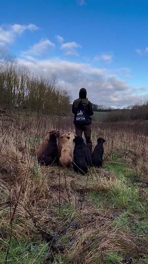 24K views · 551 reactions | Perdy #labradorretriever #chocolatelab #foxredlab #yellowlab #blacklabsquad #training #teampureflax #gundogtrainer #slingleygundogs #pickingupteam #instavideo | Slingley Gundogs | Facebook