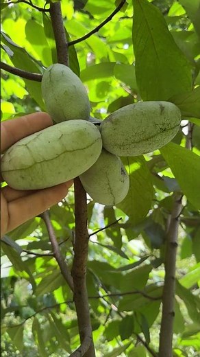 Pawpaw Festivals in Aug & Sept - celebrate America’s TROPICAL fruit #pawpaw # pawpawfestivals