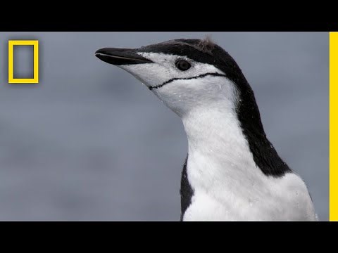 ヒゲペンギンの険しい旅路 | ナショジオ
