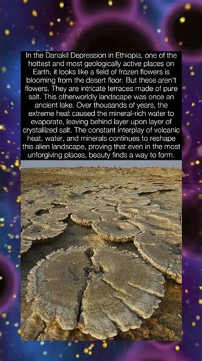 The Salt Flowers of the Ethiopian Desert #shorts