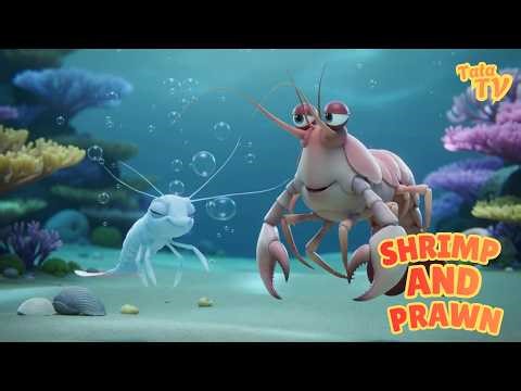🎵 Shrimp and Prawn | Animals Songs For Toddlers & Kids | Education Show For Children 🎵