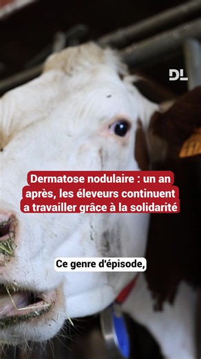 🐄 Il y a un an jour pour jour, le premier cas de dermatose nodulaire contagieuse était détecté en Savoie plongeant la filière bovine dans une crise profonde. Certains éleveurs ont été contraints d’abattre leur troupeau. Après avoir traversé des épreuves difficiles Joël et Jean-Paul Simon se sont relevés et veulent porter un message d’espoir. 🎥 Louise Raymond et Arthur Thiery 🎞️ Corentin Le Gall #sinformersurtiktok #dermatose #savoie #agriculture
