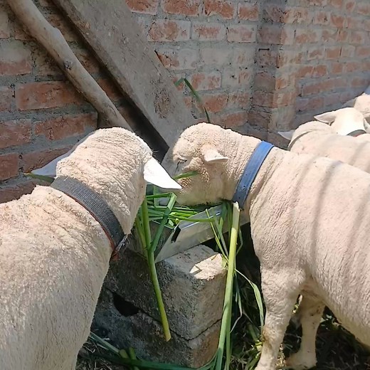 179K views · 2.2K reactions | Sheep breeders srinagar on Reels | Facebook