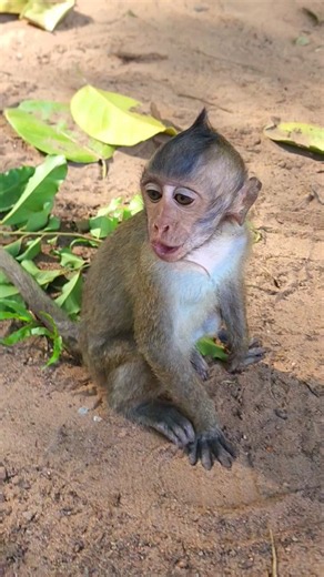 adorable lovely baby monkey Jagger calling mommy #monkey #viral #cute #shorts #shortvideo